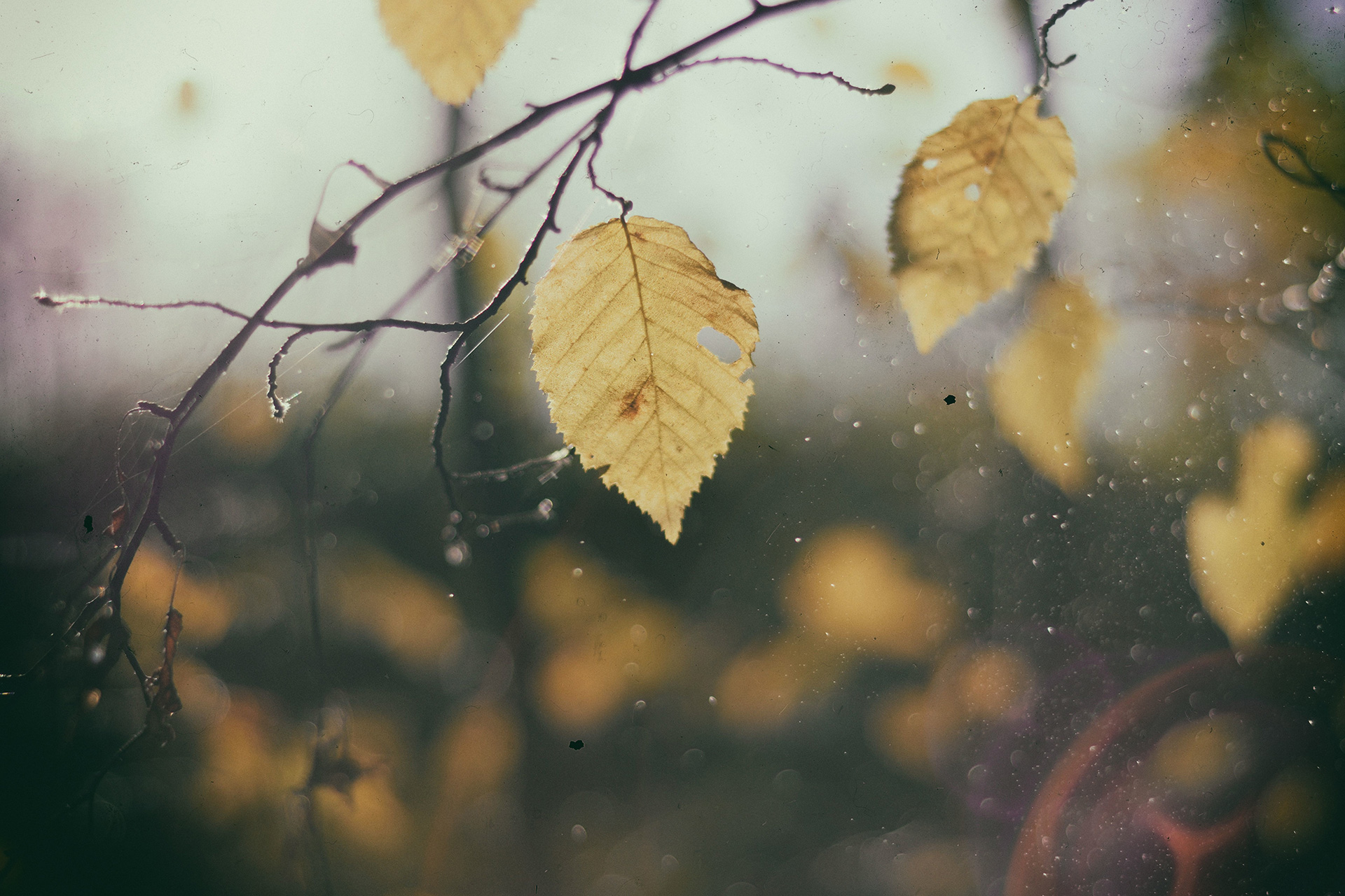 Abandoned Piece of Autumn
