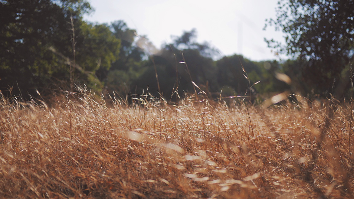 Smell of recently Cut Grass